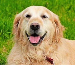 Odors that repel dogs from garbage-Golden retriever in grass