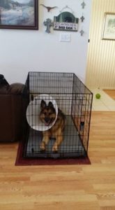 After dog surgery, resting in kennel when not leashed and tethered to me