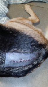 Incision site after dog surgery. 
